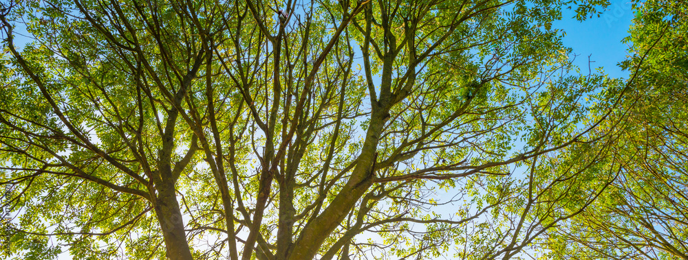 Fototapeta premium Foliage of a tree in sunlight at fall 