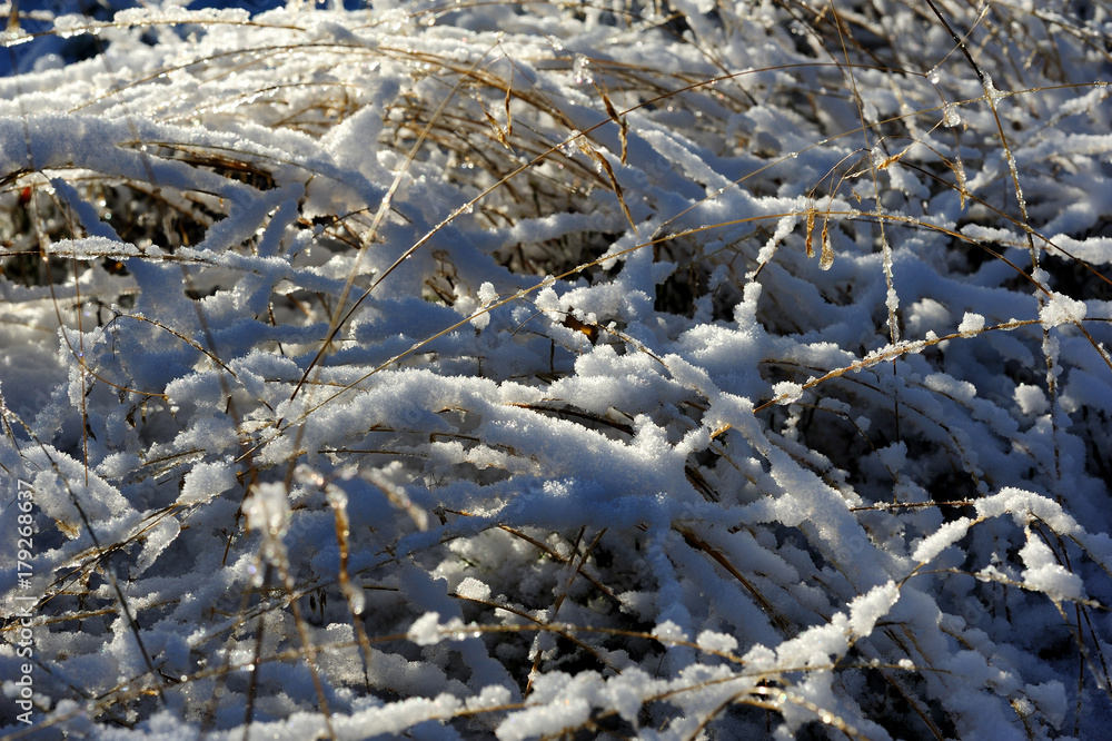 Fototapeta premium plants under the snow in winter forest