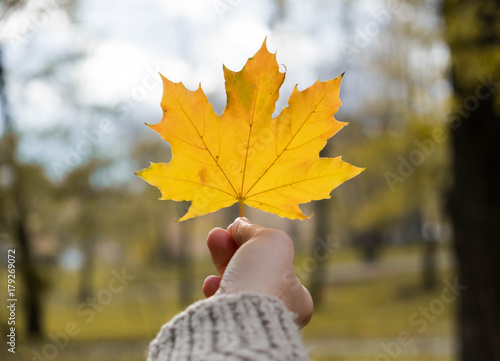yellow maple leave in hand on blurred background, autumn outdoor concept.