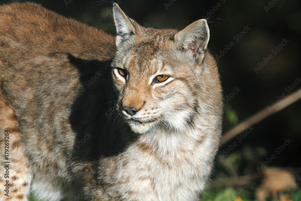 A lynx in the protected fauna of Civitella Alfedena A lynx in the protected fauna of Civitella Alfedena