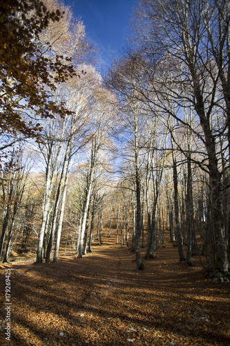 Photograph of a forest with autumn colors. Trees  leaves and greenery 