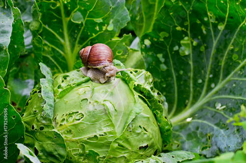 Snail is sitting on cabbage in the garden