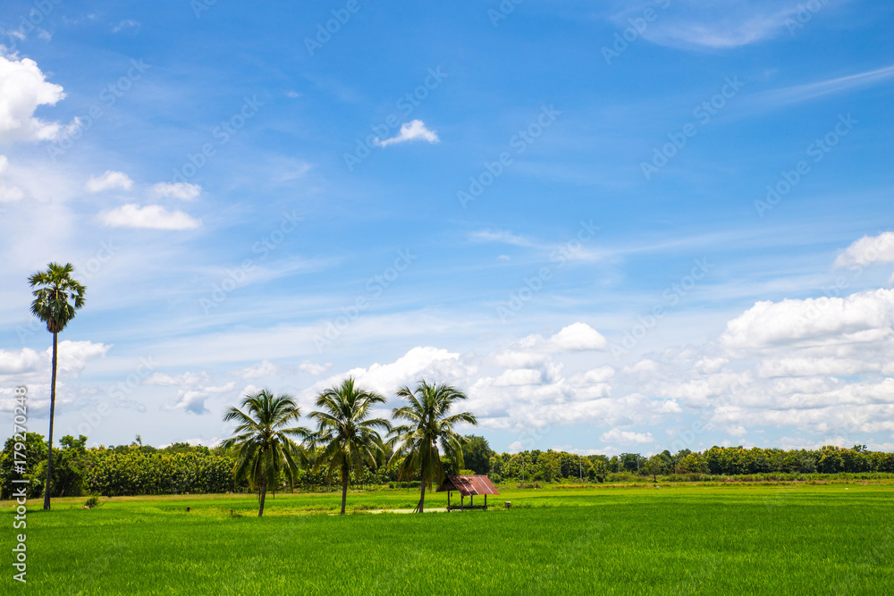 Green field with coconut trees and blue sky and white cloud in the background in sunny day