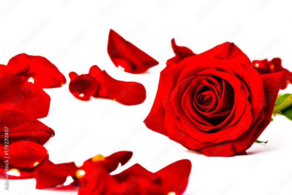 Obraz premium red rose around her red petals on a white background