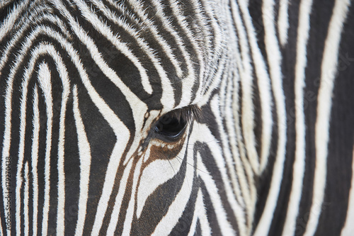 Close-up of the eye of a zebra with hair detail and patterns. 