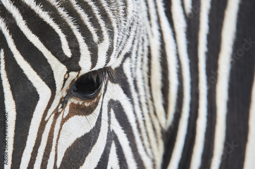 Close-up of the eye of a zebra with hair detail and patterns. 