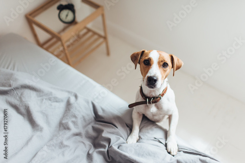 Curious dog on bed looking at camera © VK Studio