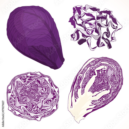 Vector red cabbage isolated on white background. Whole half and chopped cabbage.