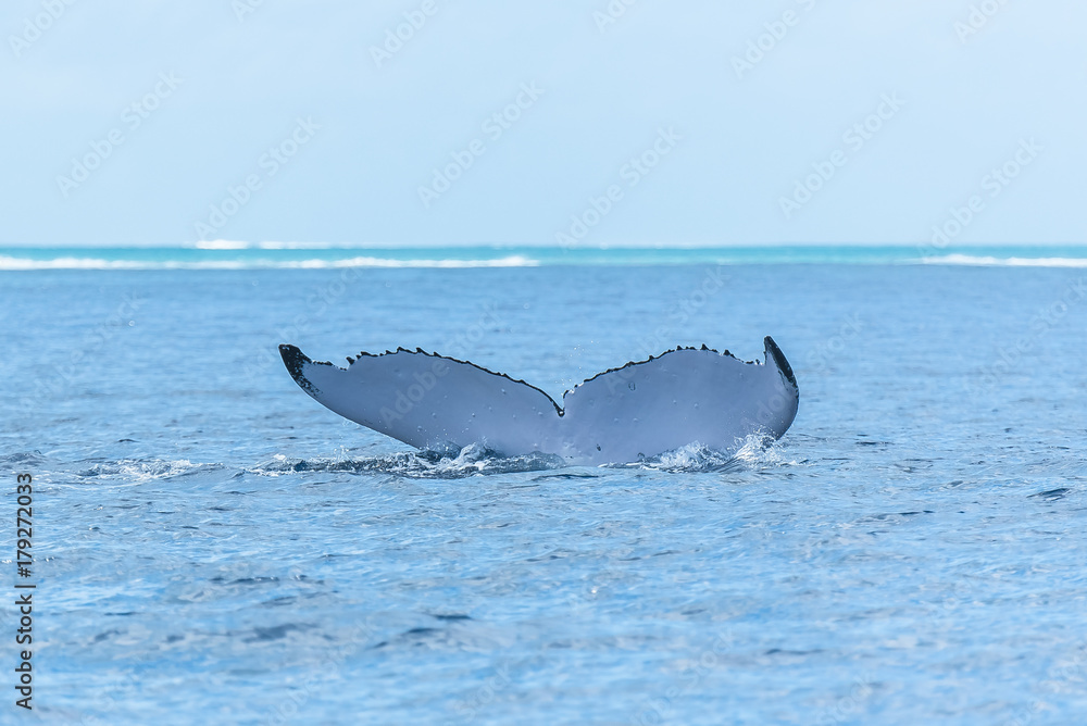 Fototapeta premium Humpback whale swimming in the Pacific Ocean, tail of the whale diving 