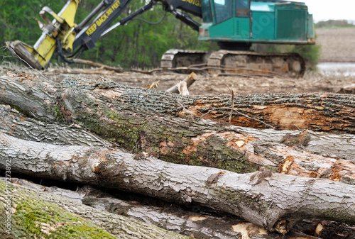 Vászonkép Trees that have been felled and cut into logs to clear land for new development
