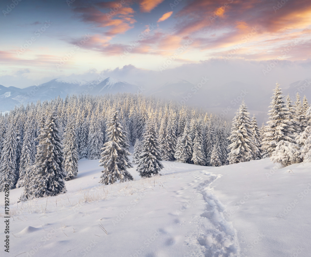 Great winter landscape in Carpathians with snow covered fir trees. Great winter landscape in Carpathians with snow covered fir trees.