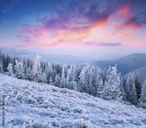 Misty winter sunset in mountain forest with snow covered fir trees