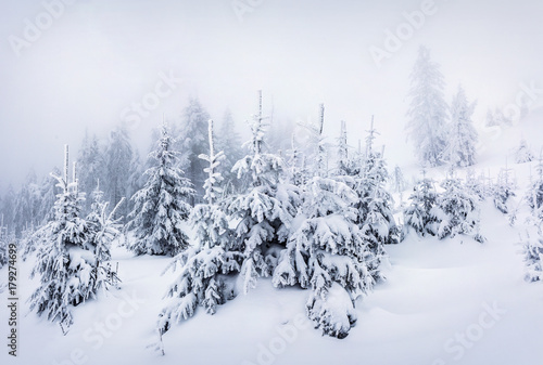 Foggy winter morning in Carpathian mountains with snow covered fir trees