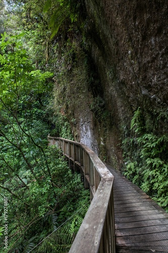 New Zealand Forest Mangapohue Natural Bridge