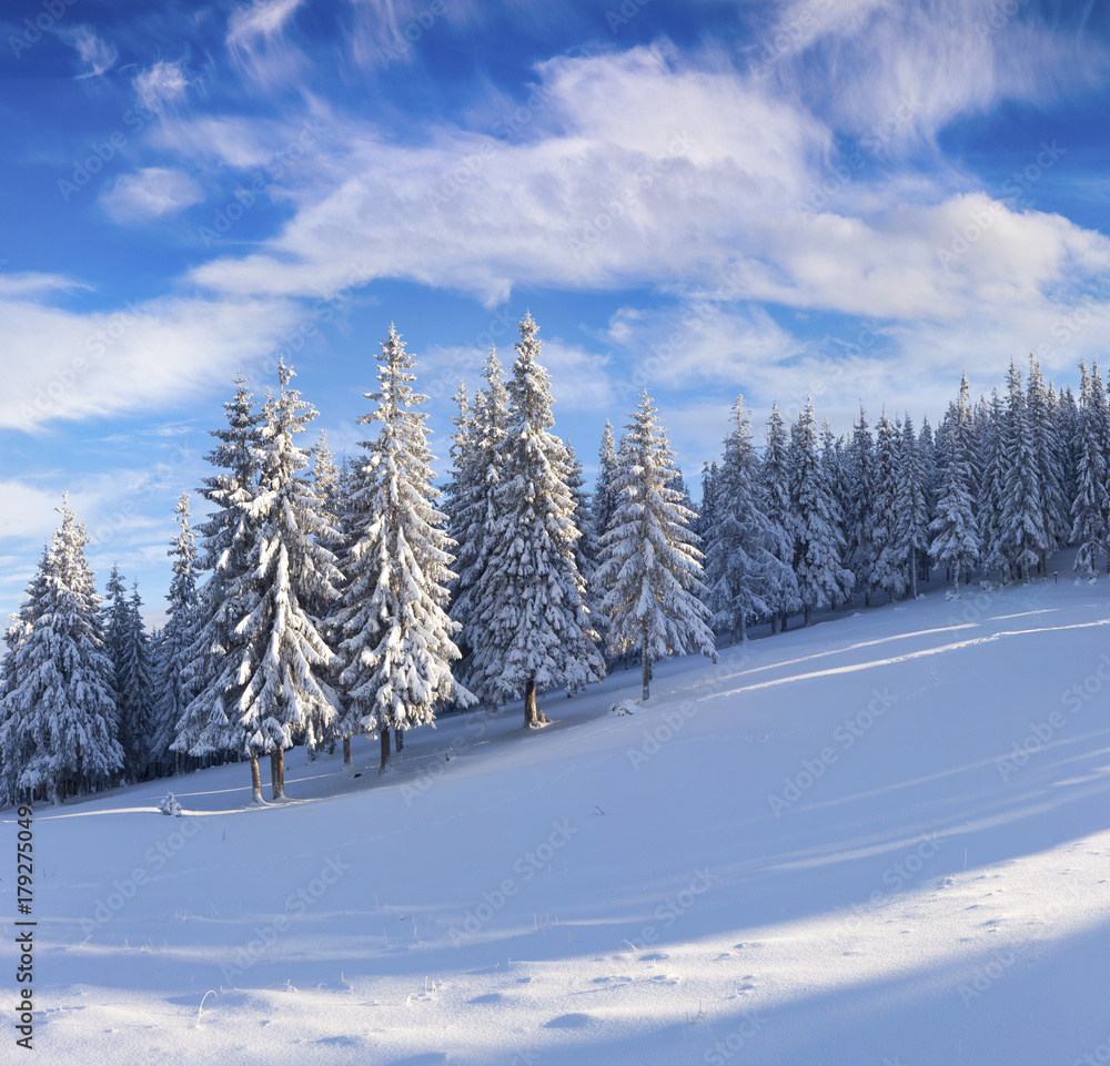 Sunny winter wiev in snowy mountain forest Sunny winter wiev in snowy mountain forest