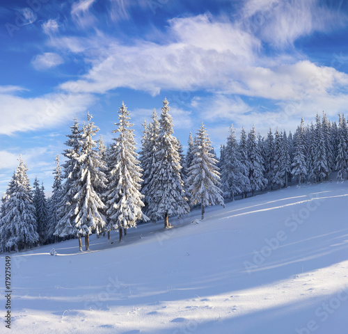 Sunny winter wiev in snowy mountain forest