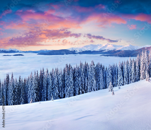 Magnificent winter sunrise in Carpathian mountains with snow covered fir trees.