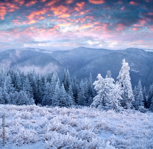 Incredible winter sunrise in Carpathian mountains with snow cowered fir trees
