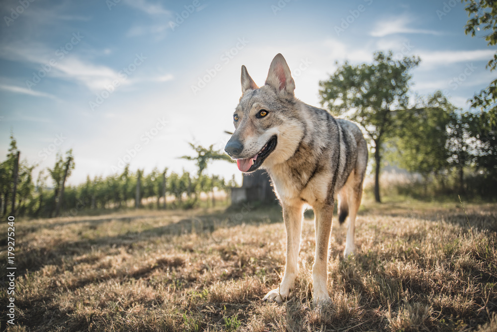 Fototapeta premium wolfdog in the nature
