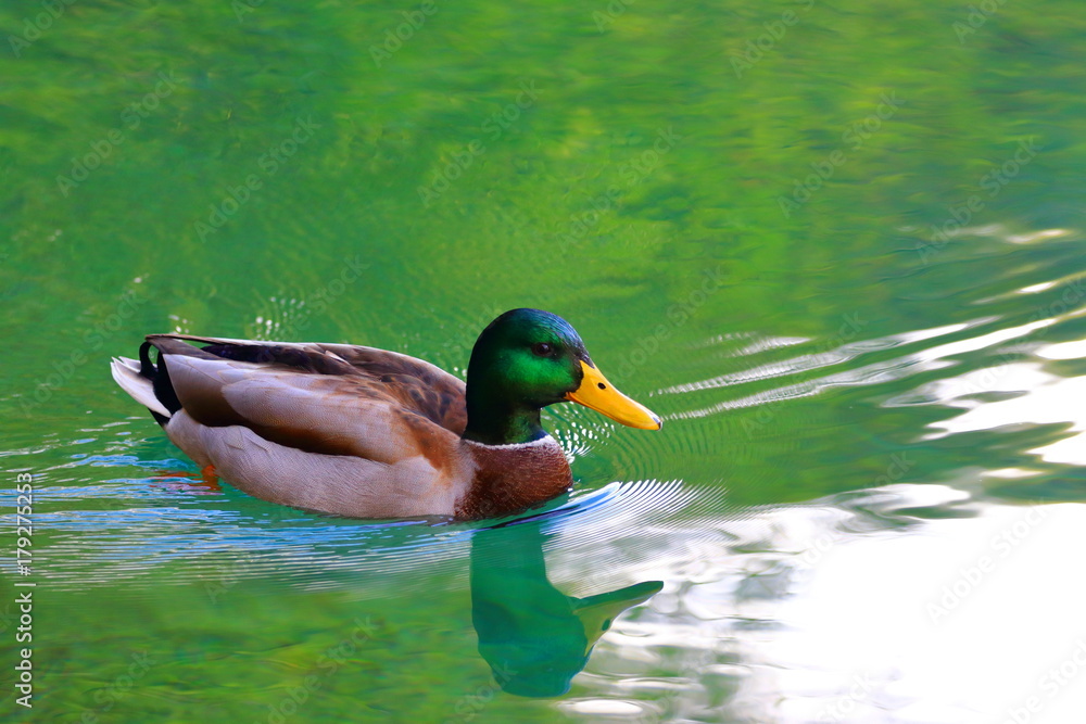 Obraz premium Wild duck in water