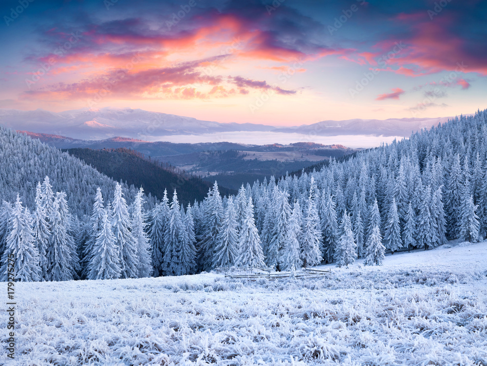 Unbelievable winter sunset in Carpathian mountains with snow covered grass and fir trees