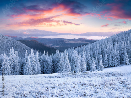 Unbelievable winter sunset in Carpathian mountains with snow covered grass and fir trees © Andrew Mayovskyy