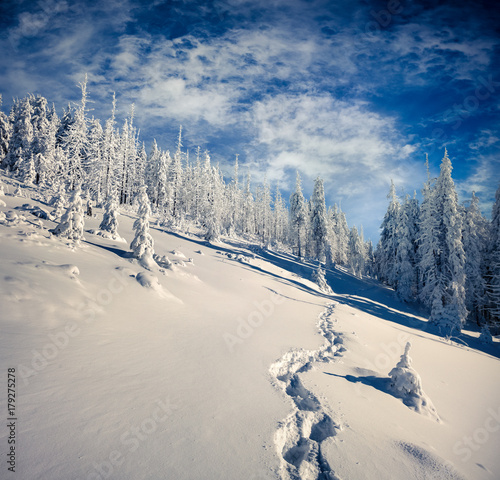 Sunny winter forest under a deep blue sky