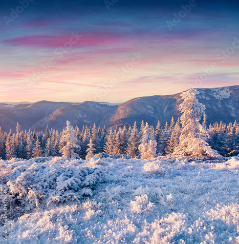 Fantastic winter sunrise in Carpathian mountains with rime cowered grass and trees. © Andrew Mayovskyy