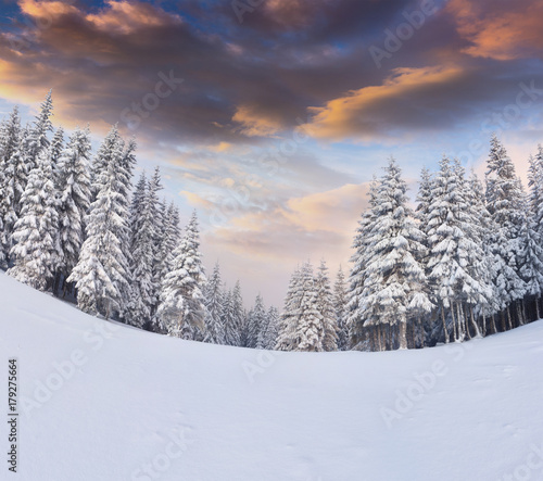 Incredible winter sunrise in Carpathian mountains with snow covered trees