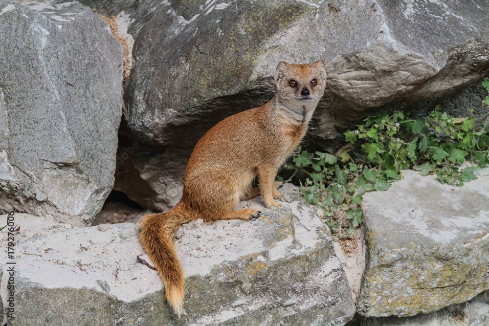 Obraz premium Mangouste Jaune