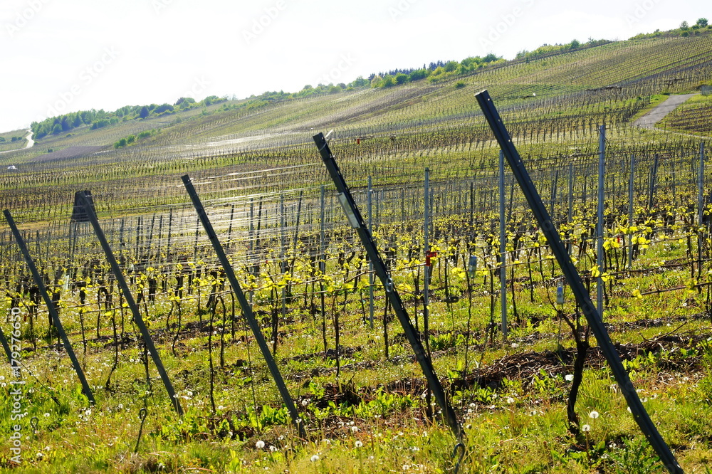 Weinberg im Drahtbau bei Kröv an der Mosel
Weinberg im Drahtbau bei Kröv an der Mosel