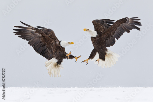 Bald eagles fighting in the air with snow on the ground in Alaska photo