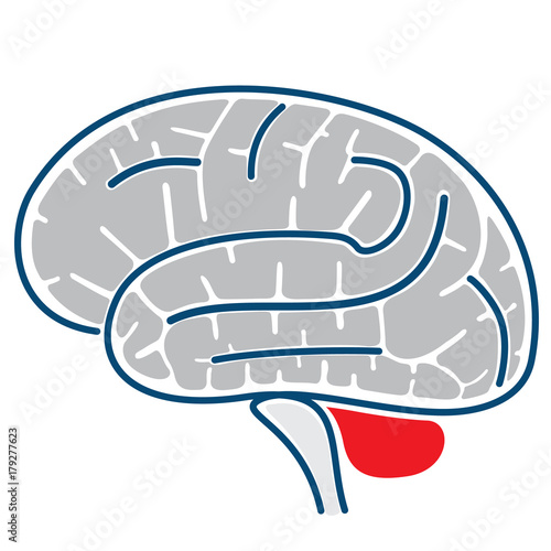 Icon representing the structure of a brain. Ideal for neurological and institutional materials