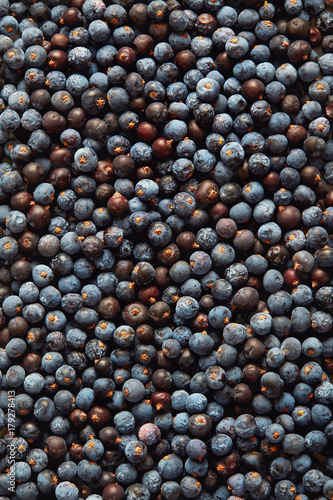 Dried Juniper Berries Background