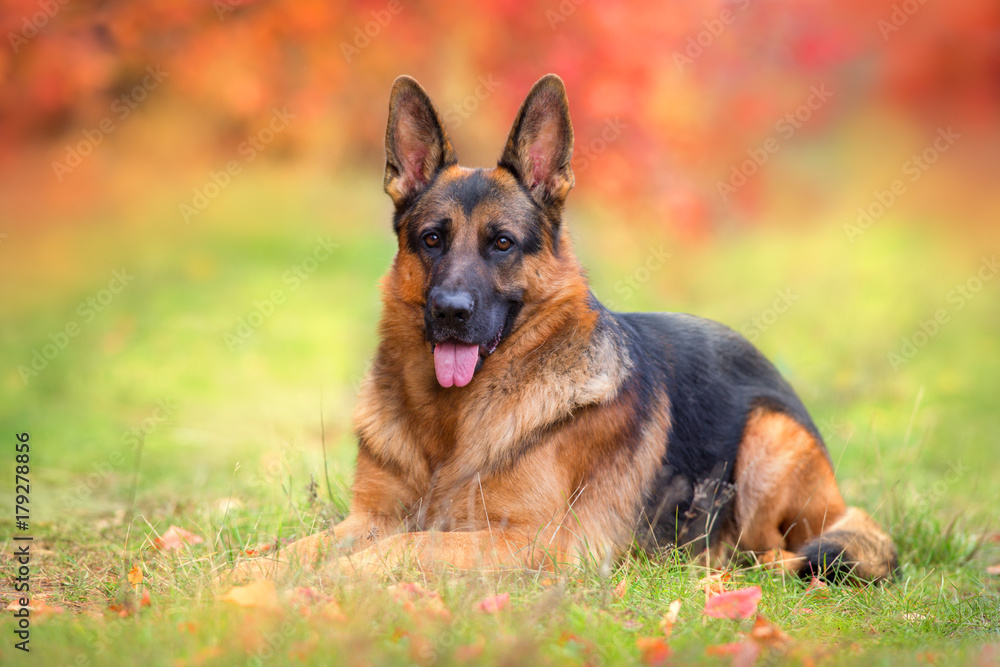 German shepherd dog lay in autumn park German shepherd dog lay in autumn park