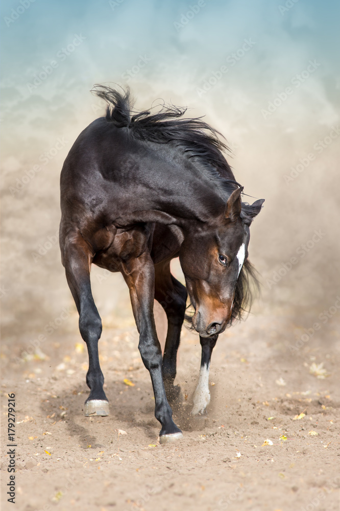 Bay horse in motion in desert dust Bay horse in motion in desert dust