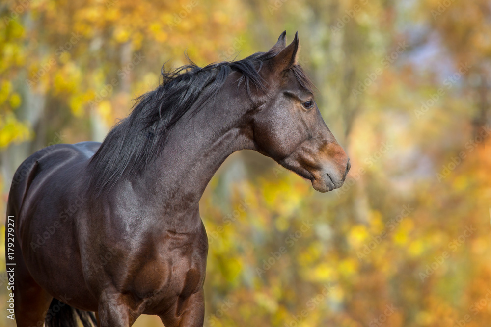 Bay stallion portrait against fall background