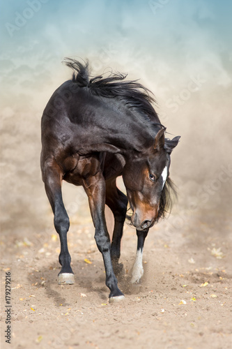 Bay horse in motion in desert dust