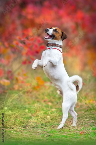 Fototapeta Naklejka Na Ścianę i Meble -  Jack russel terrier make trick in autumn park