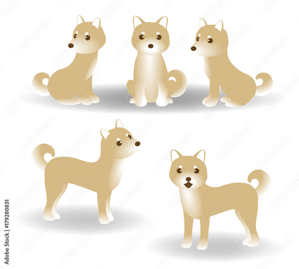 Fototapeta premium 犬 戌年 柴犬