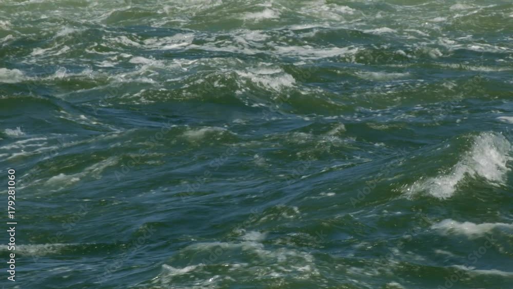 Sea lions hunting and eating salmon Bonneville Dam 2 Sea lions hunting and eating salmon Bonneville Dam 2