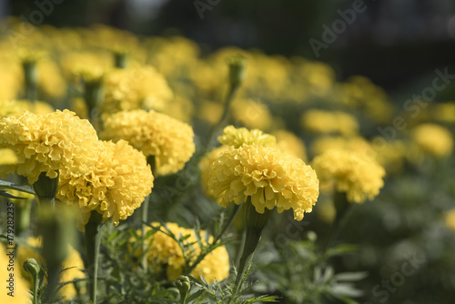 Marigold flowers garden in the morning