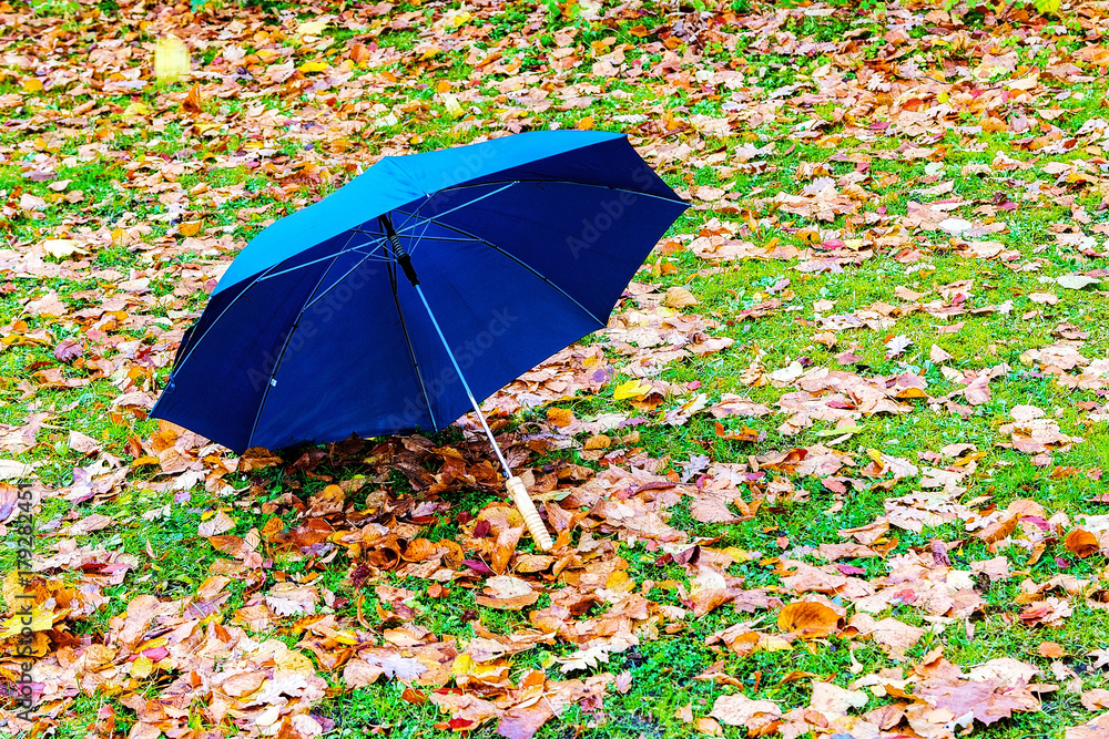 blue umbrella to coloured Lapp