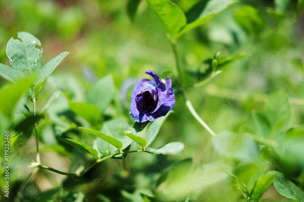 Butterfly pea, Clitoria ternatea flower, purple flower in the garden Butterfly pea, Clitoria ternatea flower, purple flower in the garden
