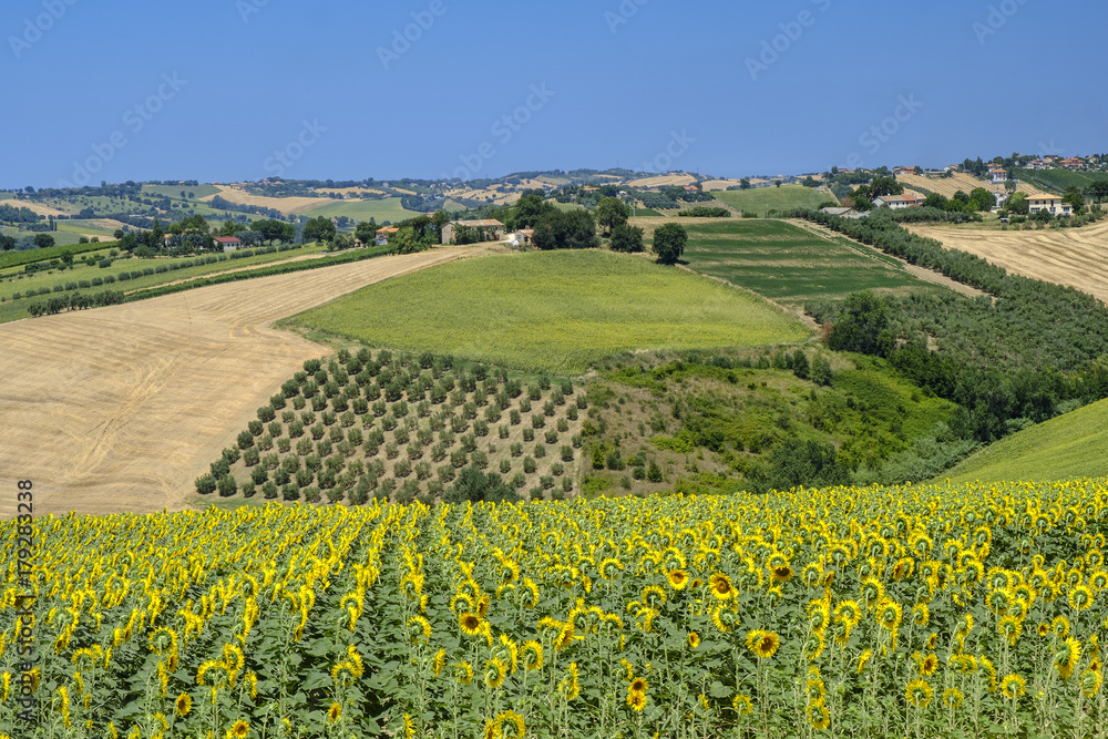 Summer landscape in Marches (Italy) near Belvedere Ostrense