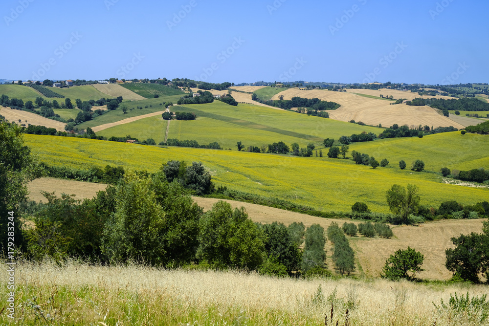 Summer landscape in Marches (Italy) near Belvedere Ostrense