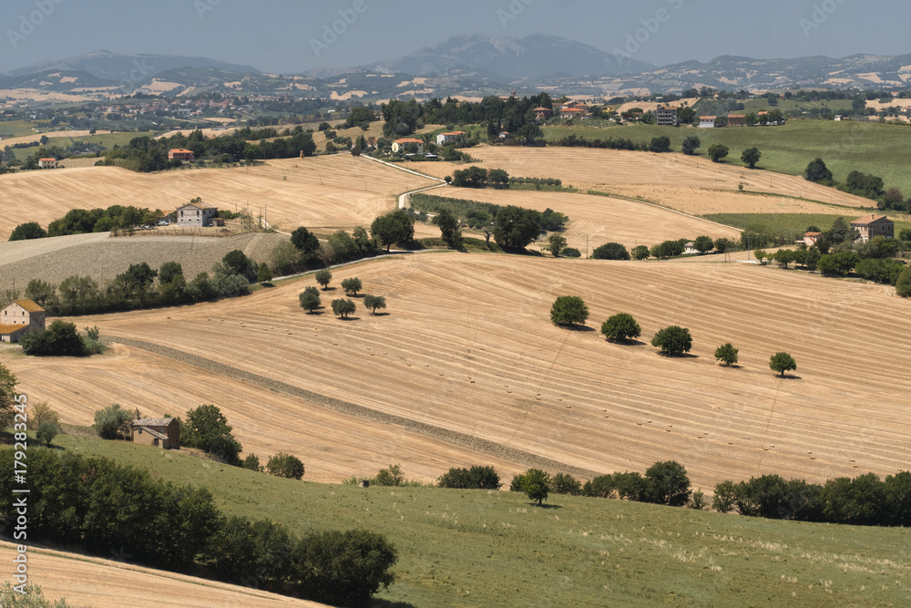 Summer landscape in Marches (Italy) near Ostra