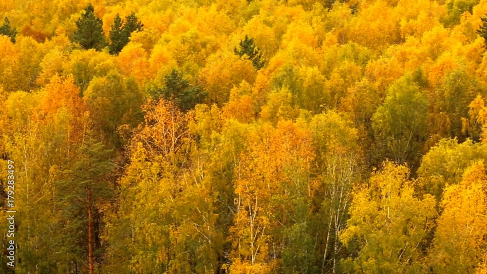 Trees in forest in autumn Trees in forest in autumn