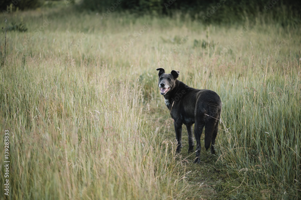 Cute happy black dog walking in the green field, waiting for her owner Cute happy black dog walking in the green field, waiting for her owner