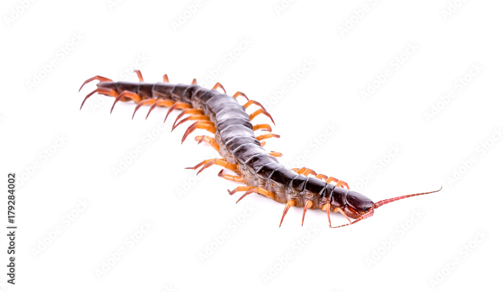 centipede on white background centipede on white background